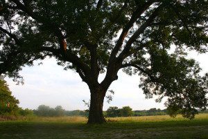 Large tree in a grassy field.