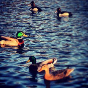 five ducks in the water