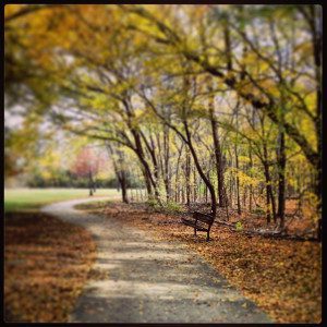 Park path with autumn trees and bench.
