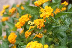 Yellow flowers with green leaves in bloom.
