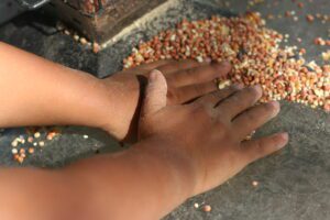 Hands grinding corn on stone surface.