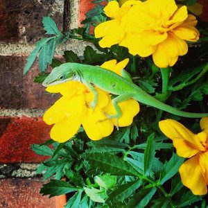 Green lizard on bright yellow flowers.